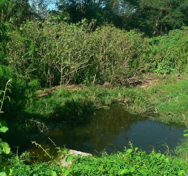 RAW SEWAGE INTO KRUGER NATIONAL PARK THREATENS BIODIVERSITY