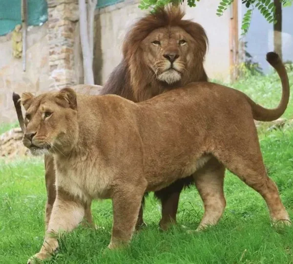 TWO KIDNAPPED LIONS RESCUED FROM CAPTIVITY