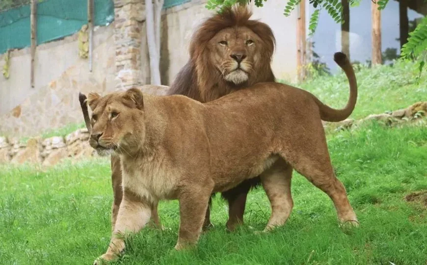 TWO KIDNAPPED LIONS RESCUED FROM CAPTIVITY