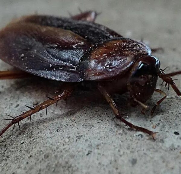 A WOMAN HAS BEEN KILED BY A COCKROACH