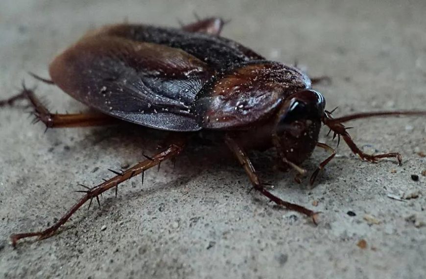 A WOMAN HAS BEEN KILED BY A COCKROACH